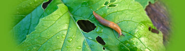 schneckenkorn kategorieeinstiegsbanner 2876x800